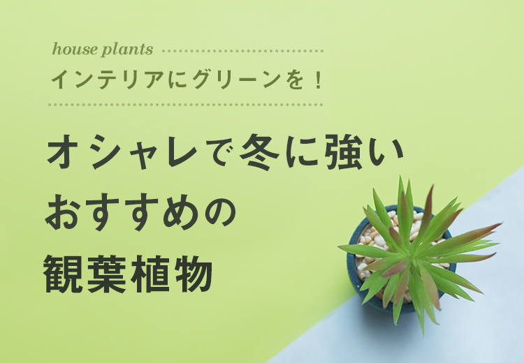インテリアにグリーンを オシャレで冬に強いおすすめの観葉植物 札幌の家具 インテリア Inzone