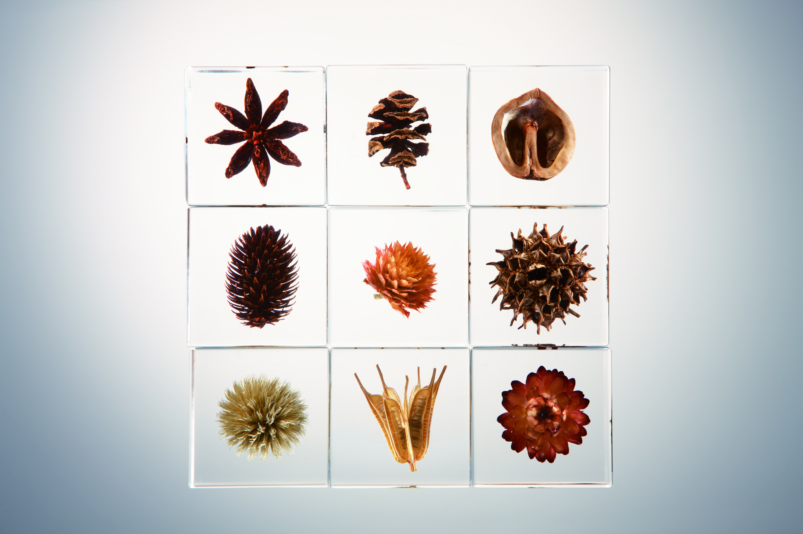 植物標本《 sola cube》 8/27 – 9/25 | The JOHNSON STORE